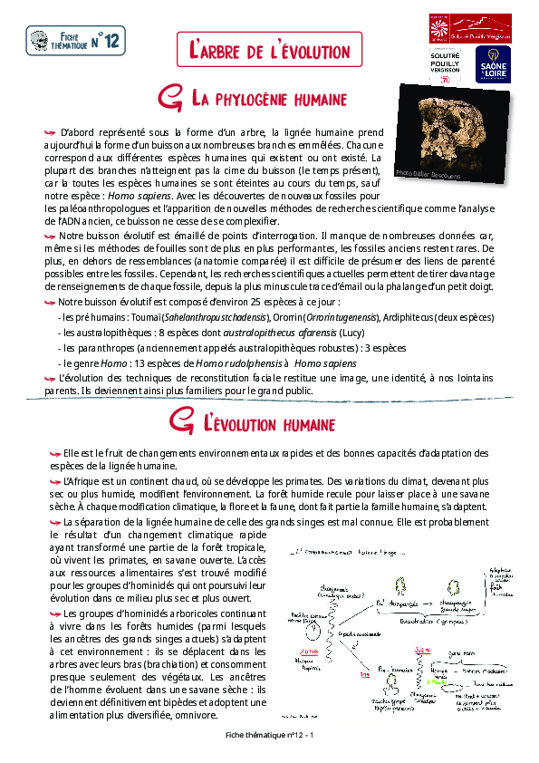 arbre de l'évolution