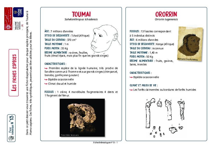 fiches espèces